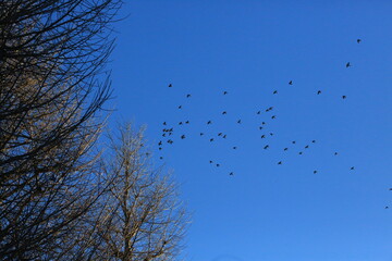 flock of birds flying in the sky at tokyo
