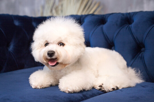 A little Bichon Frize show a tongue in camera
