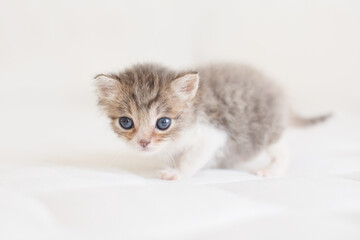 Fototapeta na wymiar One lovely cute fluffy furry kitten brown white blue eyes on ivory background looking camera 