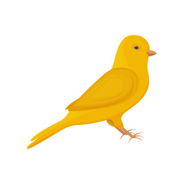 A Bright Yellow Canary Bird. Songbird Vector Illustration Isolated On White Background.