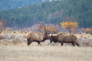 battling bull elk during elk rut