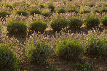 Blooming purple lavender on field