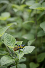 bright large insects in the grass, grasshoppers sit in the grass
