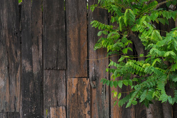 Old wooden fence isolated on white background. This has clipping path.