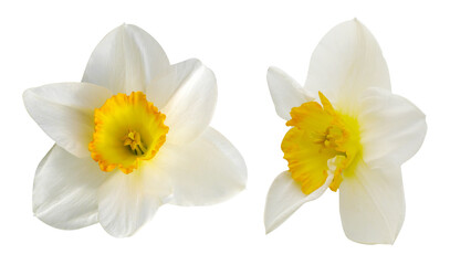 Obraz premium White daffodil set on white isolated background. Nature photo
