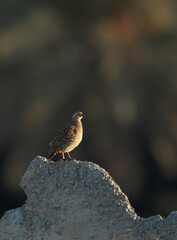 Grey francolin perched on cemented structure, Bahrain
