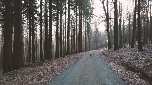 Wandern im Wald mit Hund Border Collie