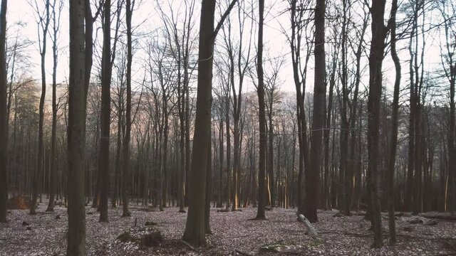 Wandern im Wald mit Hund Border Collie