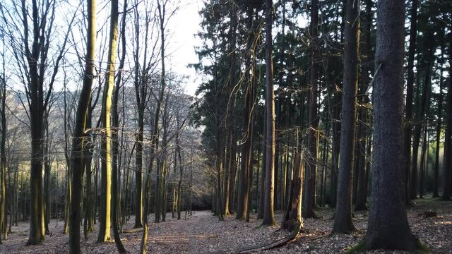 Wandern im Wald mit Hund Border Collie