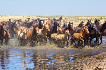 horses at a watering hole in the desert of Central Asia