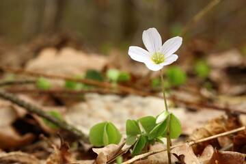White spring flower in the sunshine.