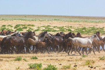 Naklejka na ściany i meble horses at a watering hole in the desert of Central Asia