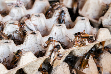 Farmed crickets For food Asian food.