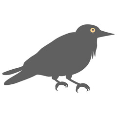 crow