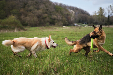 Walk and play with two dogs in the fresh air in park. German Shepherd and half breed white Swiss shepherd run fast in clearing on the green grass and play together.