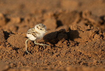 Kentish Plover little chick, Bahrain