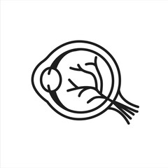 Fototapeta premium Vector medical illustration of eye anatomy isolated on white