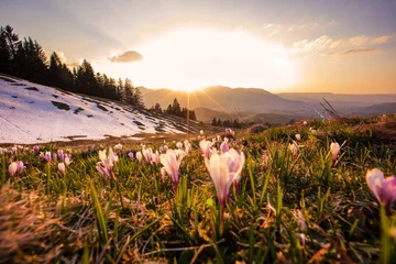 Foto auf Glas Allgäu - Krokusse - Frühling - Abends - Alpen - Malerisch © Dozey