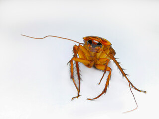 Cockroach, White Background, Insect, American Cockroach, White Color