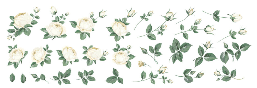 Set of differents roses on white background.