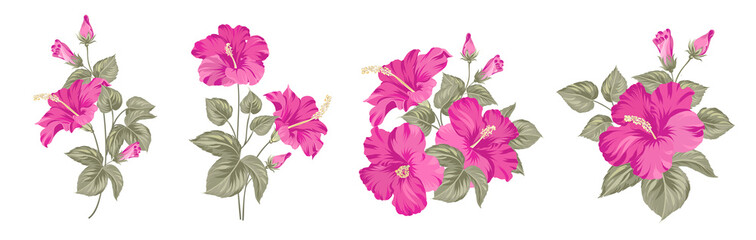 Set of differents hibiscus on white background. - obrazy, fototapety, plakaty