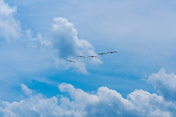 A flock of pelicans in the blue sky against the backdrop of blue sky and white clouds