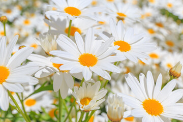 White daisy flower field. with yellow pollen.