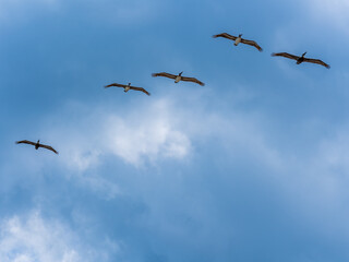 A flock of pelicans in the blue sky looking for fish over the Atlantic Ocean