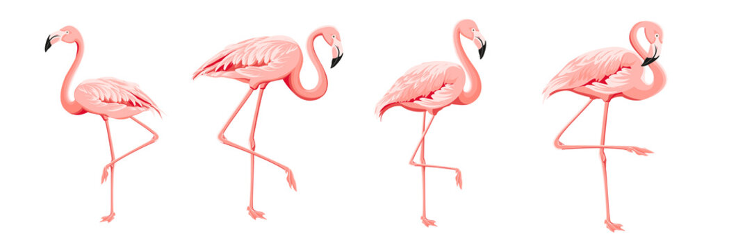 Set of differents flamingo on white background.