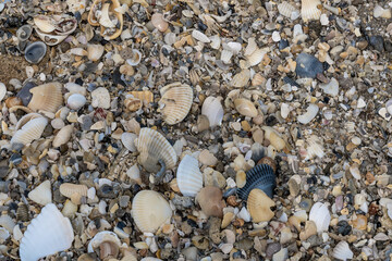 Scattering of seashells on the sand by the ocean as a natural background
