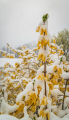 spring interrupted: snow covers blooming forsythia
