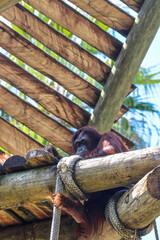 Orangutan at the Zoo 