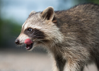 Fototapeta premium A raccoon licks its lips following a tasty treat at Lynde Shores Conservation Area at Whitby, Ontario
