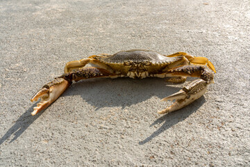 Speckled Swimming Crab on the sand ready to attack