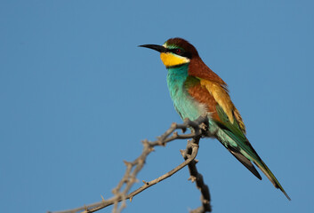 Portrait of a European bee-eater perched on tree, Bahrain