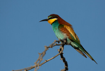Fototapeta premium Closeup of European bee-eater perched on a tree, Bahrain