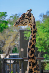 Portrait of a Giraffe