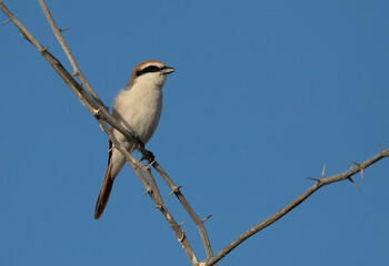 Red-tailed Shrike perched on a acacia twig, Bahrain