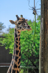 Portrait of a Giraffe