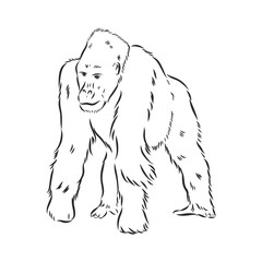hand drawn vector illustration with a gorilla isolated on a white background