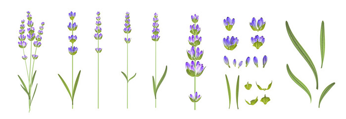 Fototapeta na wymiar Set of differents lavender branches on white background.
