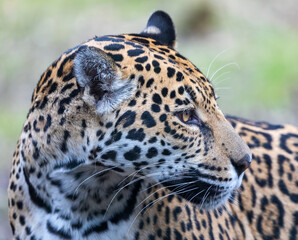 Fototapeta na wymiar Close-up view of a female Jaguar (Panthera onca)
