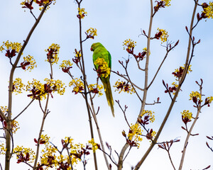 Spring sketch, green parrot among inflorescences of blooming tree on blue sky background