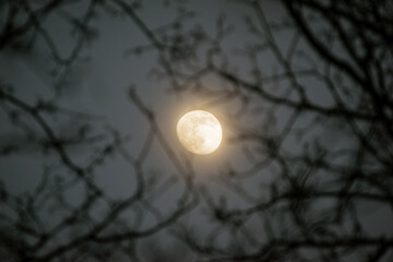 Świetlisty księżyc w pełni pomiędzy gałęziami - obrazy, fototapety, plakaty