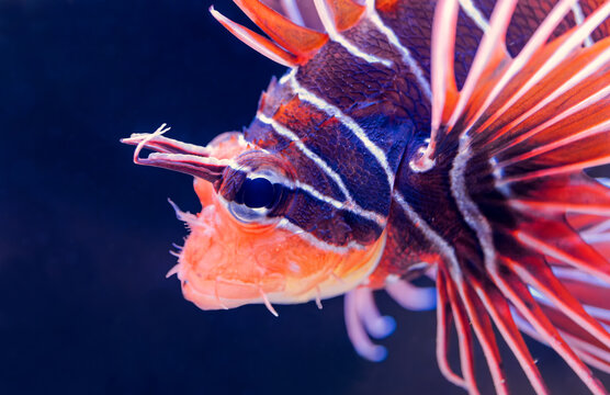 Portrait view of a Clearfin Lionfish (Pterois radiata)
