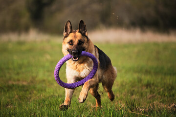 Dog plays with toys in nature. Active games with dog. German shepherd dog runs through green clearing in park and enjoys life.