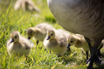 Family of young Canada Goose with newly hatched goslings