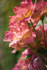 Delicate flower of a summer English tea rose in the garden