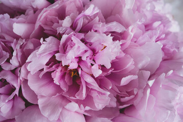 Heap of beautiful fresh pink blooming peonies with fluffy petals, close up. Floral spring or summer texture for background.