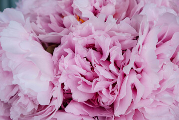 Heap of beautiful fresh pink blooming peonies with fluffy petals, close up. Floral spring or summer texture for background.
